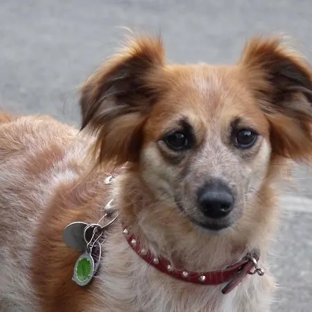 Semesterbostad Haus Stefanie Niederburg