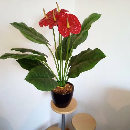 Haus Stefanie * Niederburg