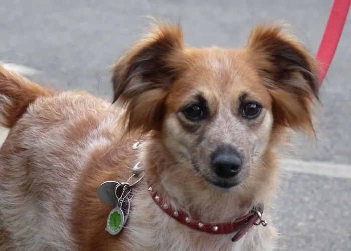 Feriehus Haus Stefanie Niederburg